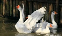 八鹅吃瓜菌娱乐圈,娱乐圈风云录